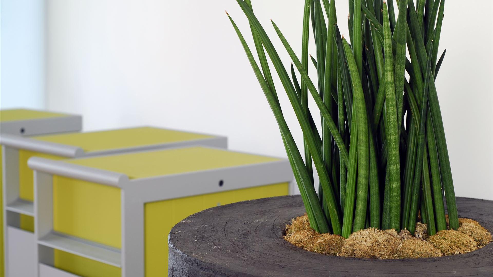 Blumen Mayrhofer - Innenraumbegrünung